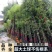 【超划算】精品庭院竹四季青竹金镶玉竹北方耐寒竹四季常青绿