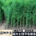【超划算】精品庭院竹四季青竹金镶玉竹北方耐寒竹四季常青绿