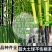 【超划算】精品庭院竹四季青竹金镶玉竹北方耐寒竹四季常青绿