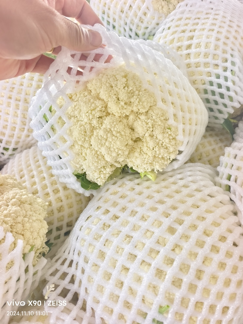 温州有机有机花松花大量上市质量优价位合适欢迎洽