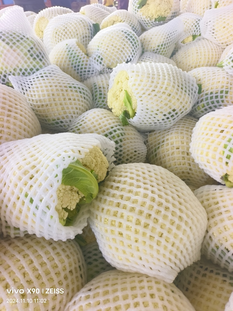 温州有机有机花松花大量上市质量优价位合适欢迎洽