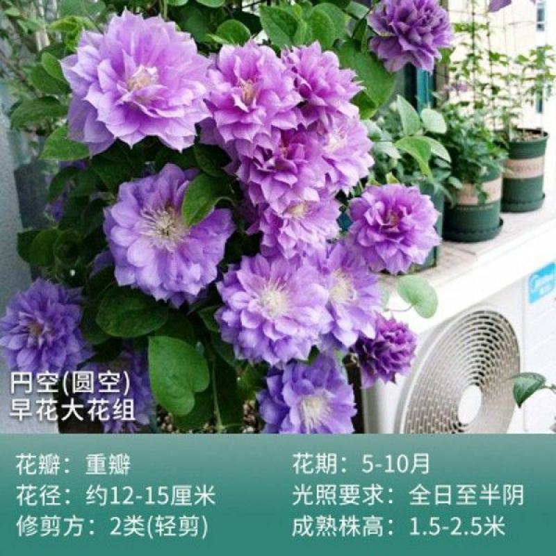 铁线莲爬藤植物盆栽花苗重瓣大花阳台庭院藤本攀援花卉多季节