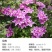 铁线莲爬藤植物盆栽花苗重瓣大花阳台庭院藤本攀援花卉多季节