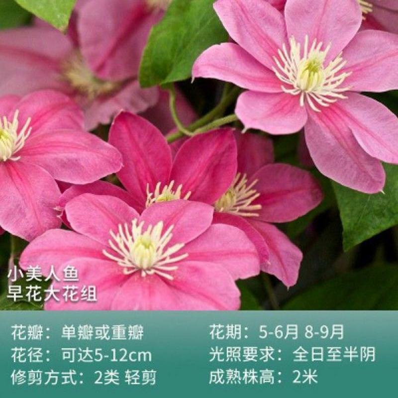 铁线莲爬藤植物盆栽花苗重瓣大花阳台庭院藤本攀援花卉多季节