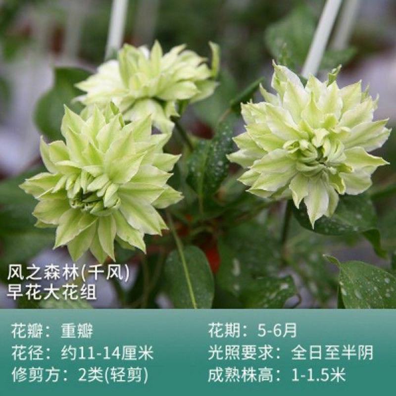 铁线莲爬藤植物盆栽花苗重瓣大花阳台庭院藤本攀援花卉多季节