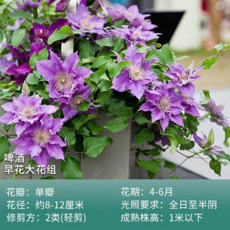 铁线莲爬藤植物盆栽花苗重瓣大花阳台庭院藤本攀援花卉多季节