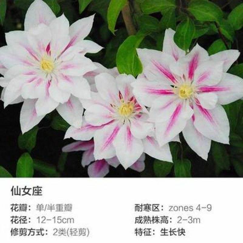 铁线莲爬藤植物盆栽花苗重瓣大花阳台庭院藤本攀援花卉多季节