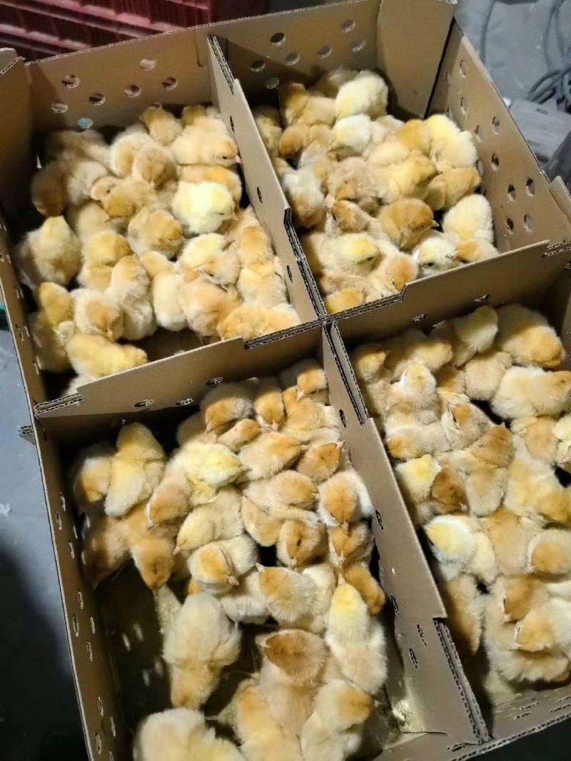 土鸡苗，麻鸡，三黄鸡，五黑鸡，九斤黄，出壳苗，柴鸡苗