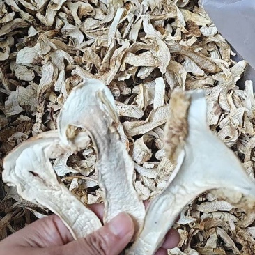 云南省陆丰市松茸干片全国直销。都是一手货源。价格很优惠哦