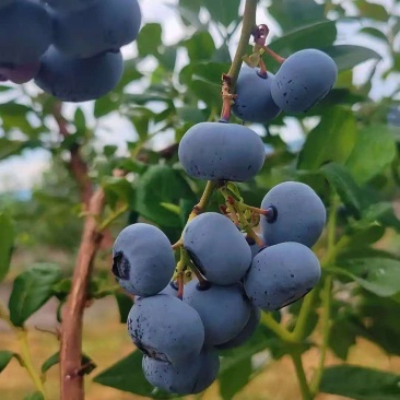 山东花香蓝莓L25H5F6L11优瑞卡等品种齐全脆甜可口