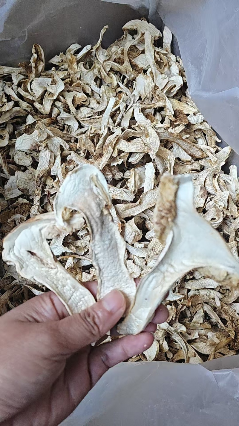 云南省陆丰市松茸干片全国直销。都是一手货源。价格很优惠哦