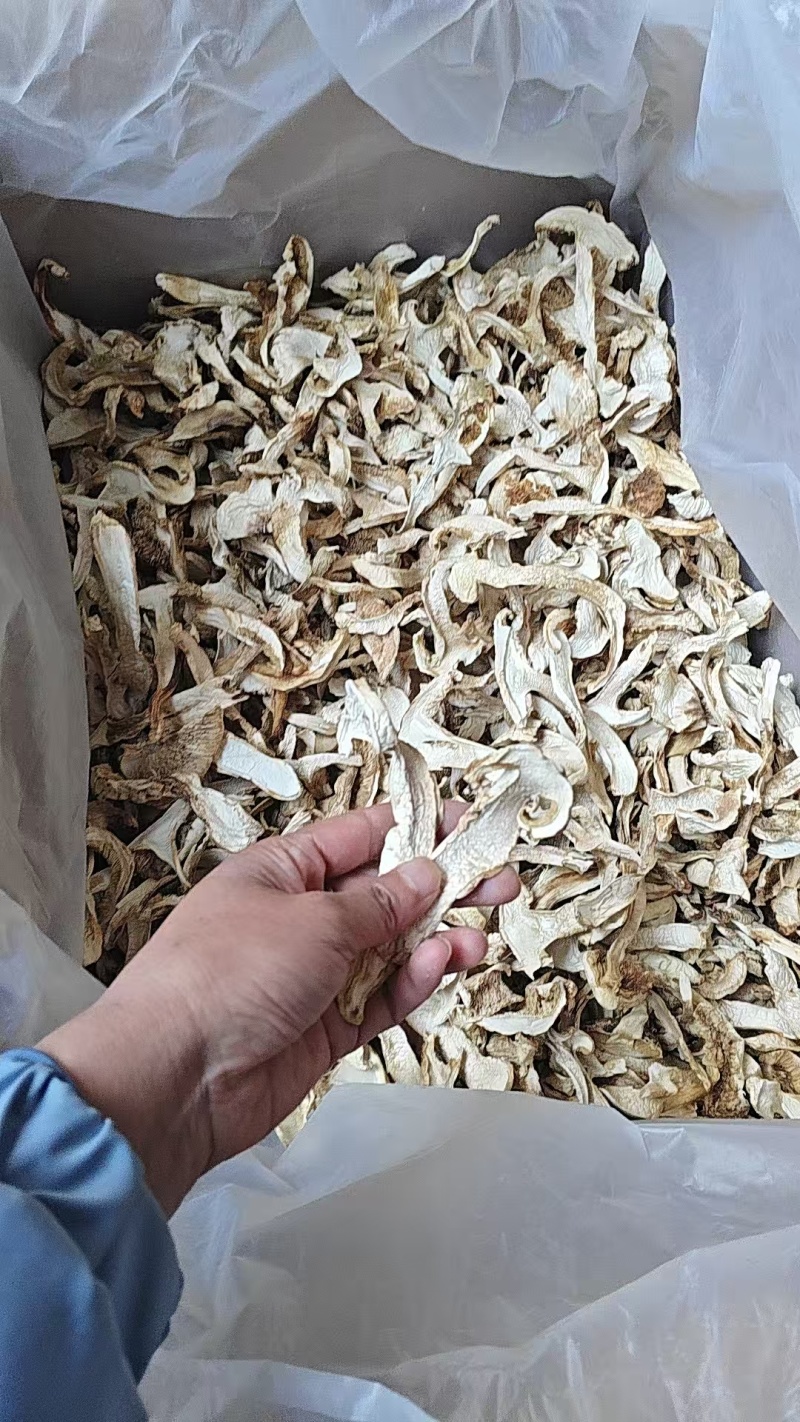 云南省陆丰市松茸干片全国直销。都是一手货源。价格很优惠哦