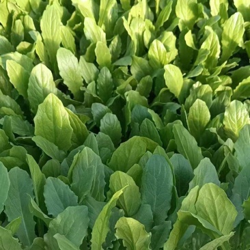 黄心大白菜苗，量大价优，可电联商议
