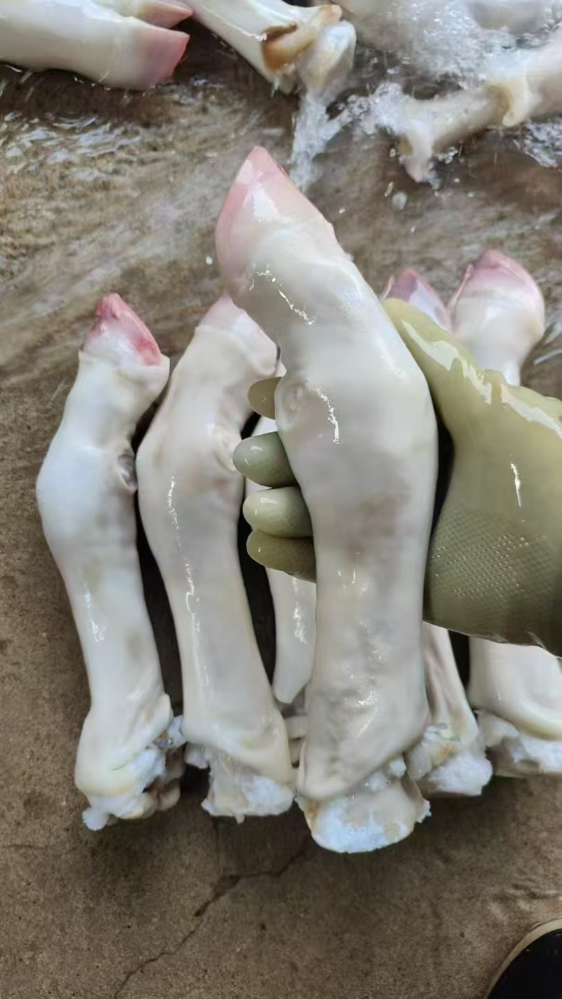 纯干不抽筋单个8两左右的小牛蹄，肉质鲜美，胶原蛋白丰富