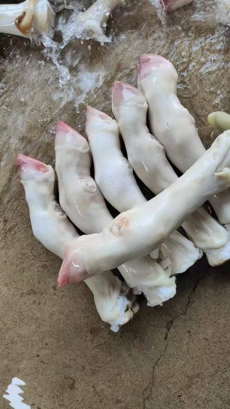 纯干不抽筋单个8两左右的小牛蹄，肉质鲜美，胶原蛋白丰富