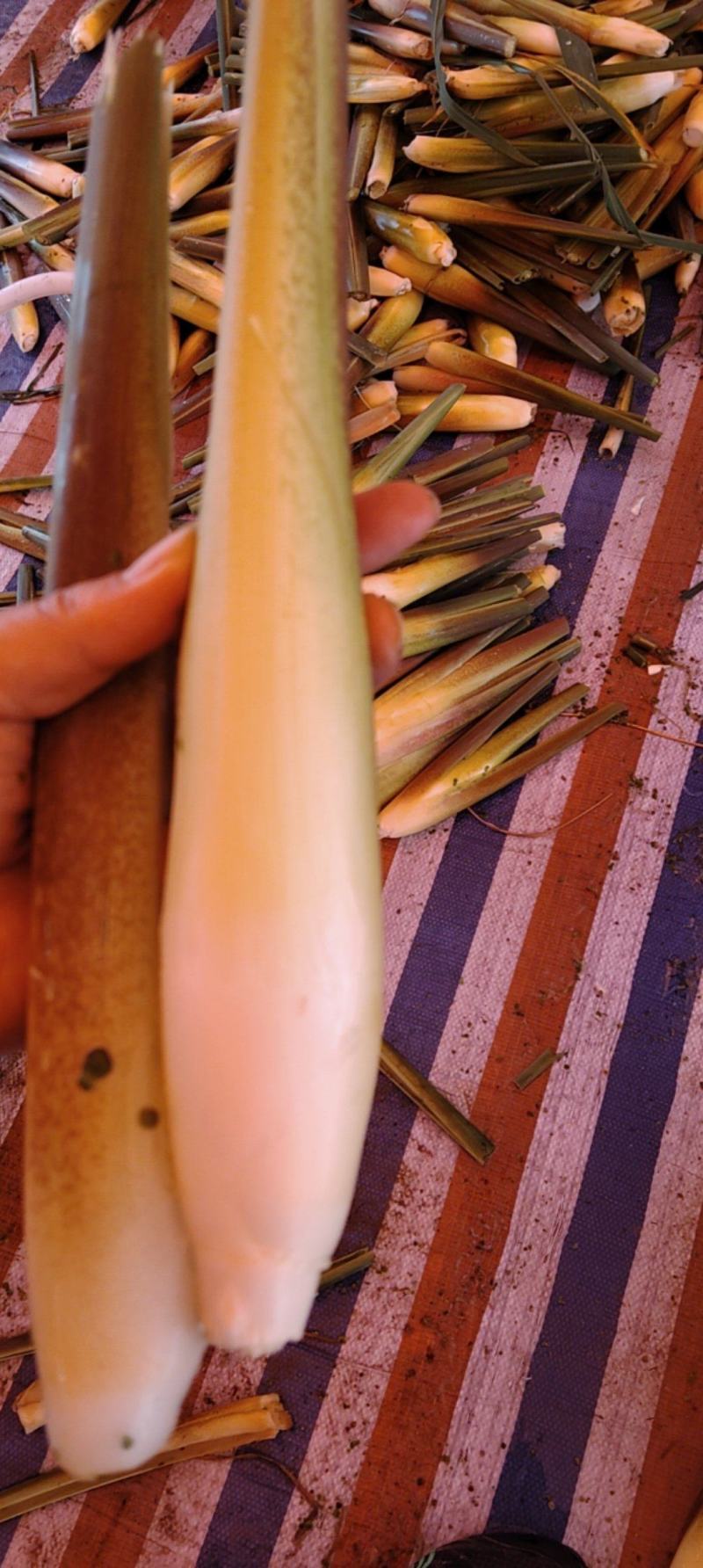 电商茭白，精品茭白可持续供应