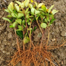 广西金森女贞芽苗