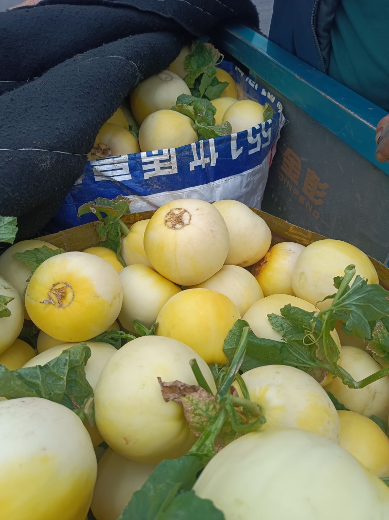 星甜20甜瓜大量上市中价格从优产地一手货源，致电有优惠