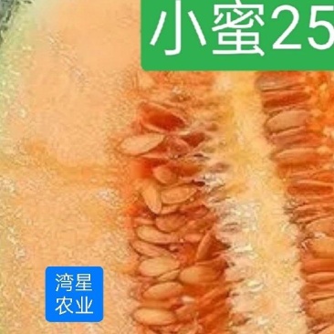 哈蜜瓜(小蜜25)