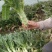 精品莴苣产地直发自家种植万亩基地量大从优视频看