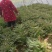 精品莴苣产地直发自家种植万亩基地量大从优视频看
