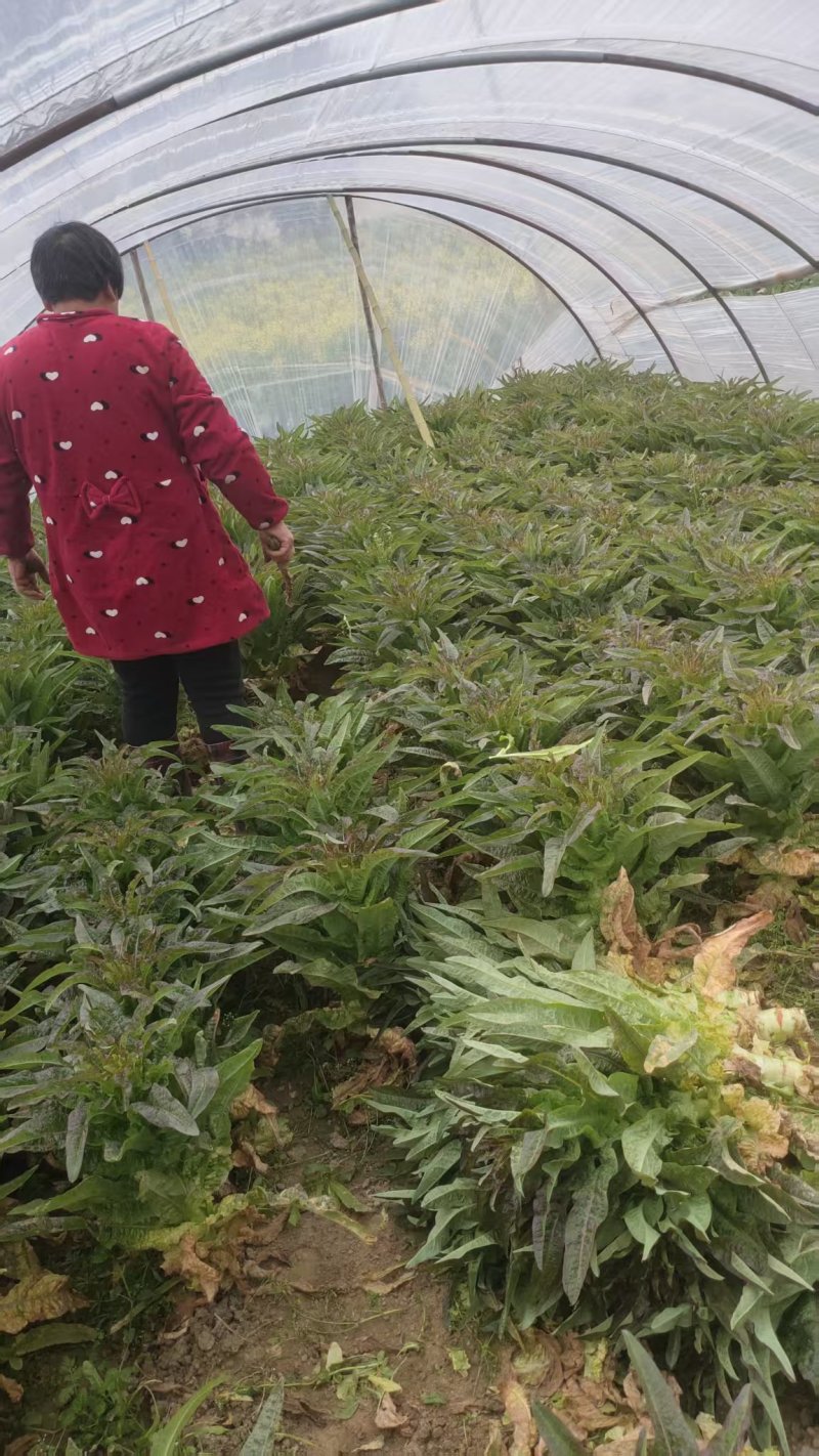 精品莴苣产地直发自家种植万亩基地量大从优视频看
