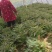 精品莴苣产地直发自家种植万亩基地量大从优视频看