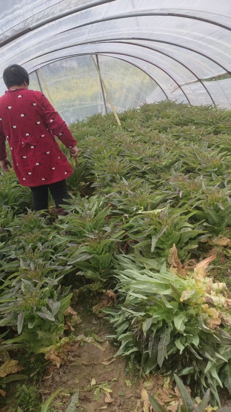 精品莴苣产地直发自家种植万亩基地量大从优视频看