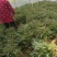精品莴苣产地直发自家种植万亩基地量大从优视频看