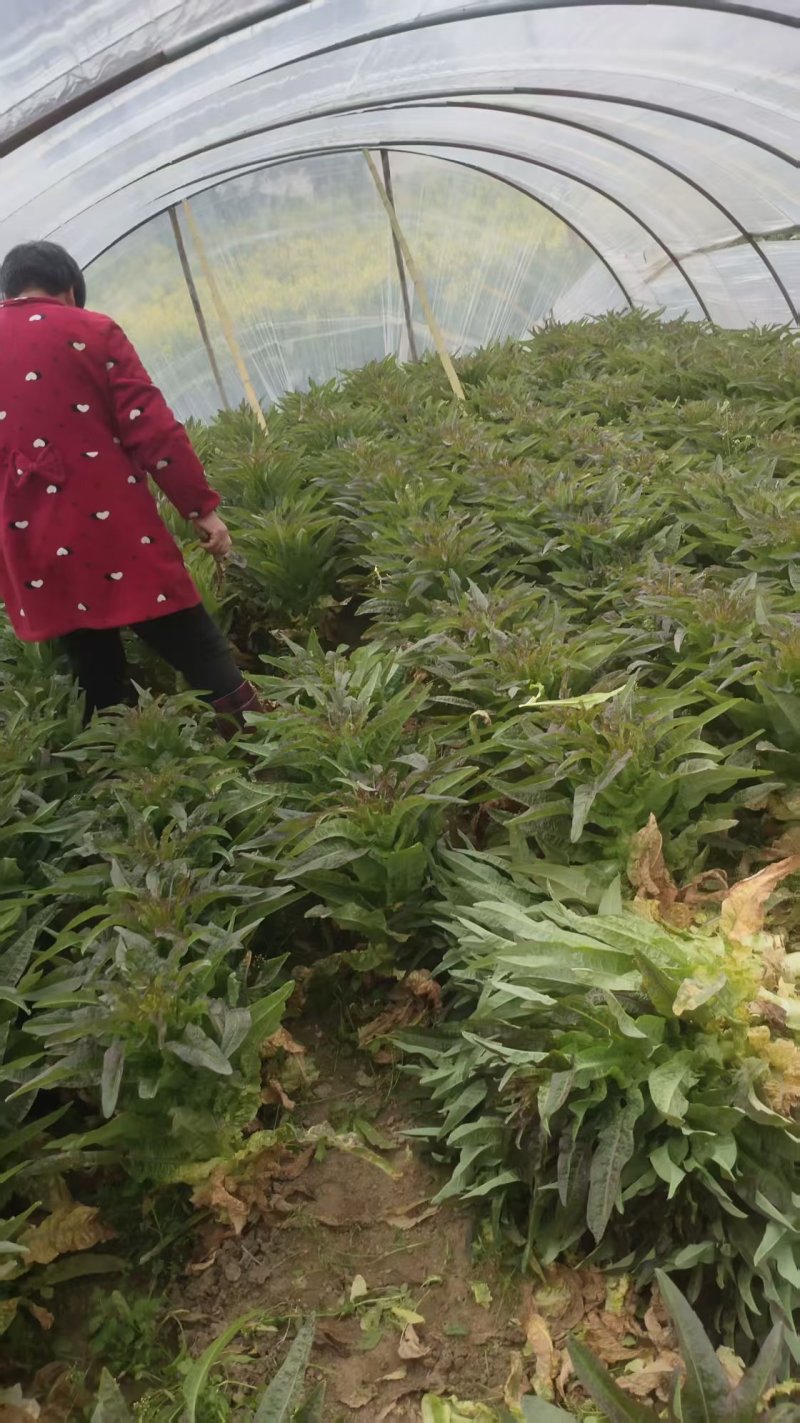精品莴苣产地直发自家种植万亩基地量大从优视频看