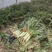 精品莴苣产地直发自家种植万亩基地量大从优视频看
