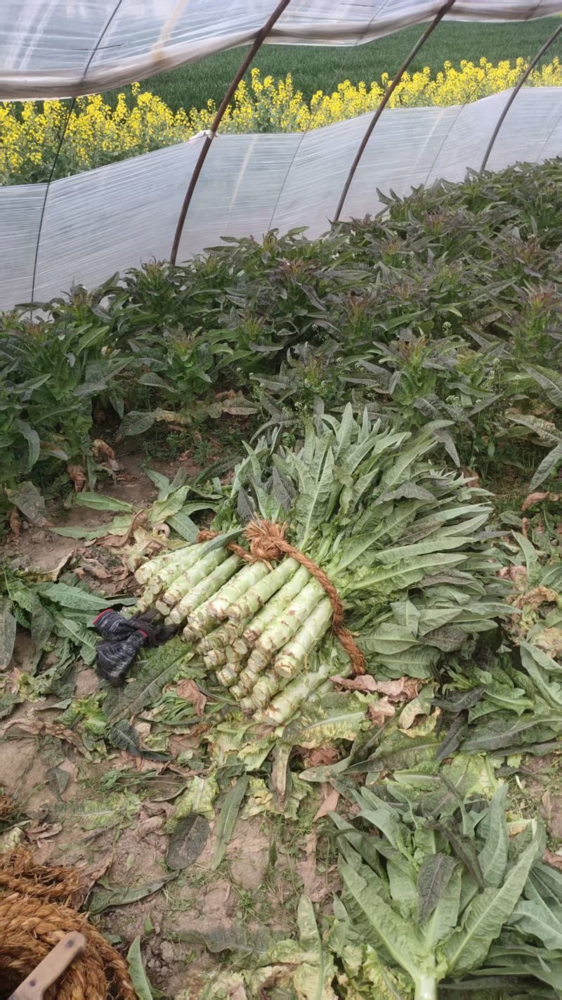 精品莴苣产地直发自家种植万亩基地量大从优视频看