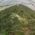 精品莴苣产地直发自家种植万亩基地量大从优视频看