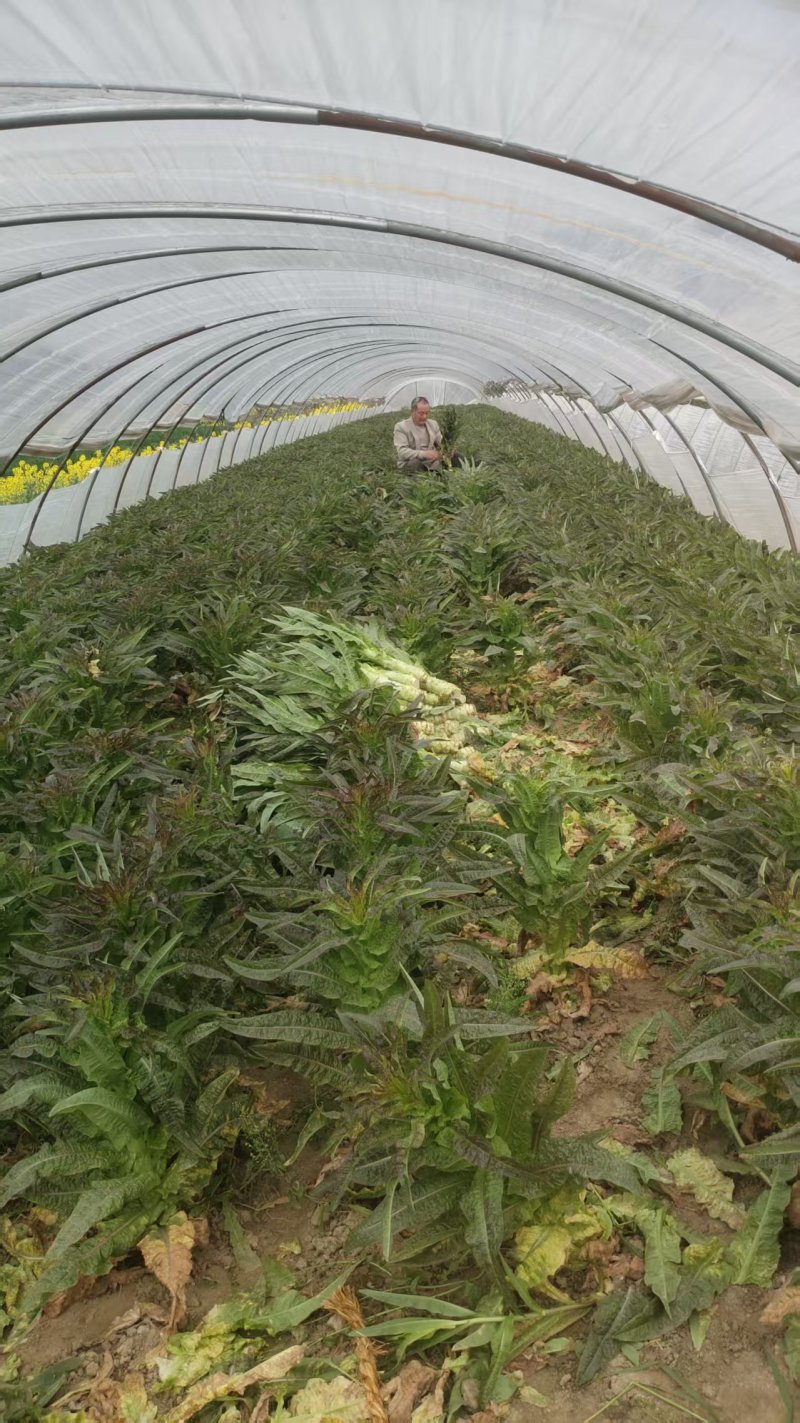 精品莴苣产地直发自家种植万亩基地量大从优视频看
