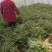 精品莴苣产地直发自家种植万亩基地量大从优视频看