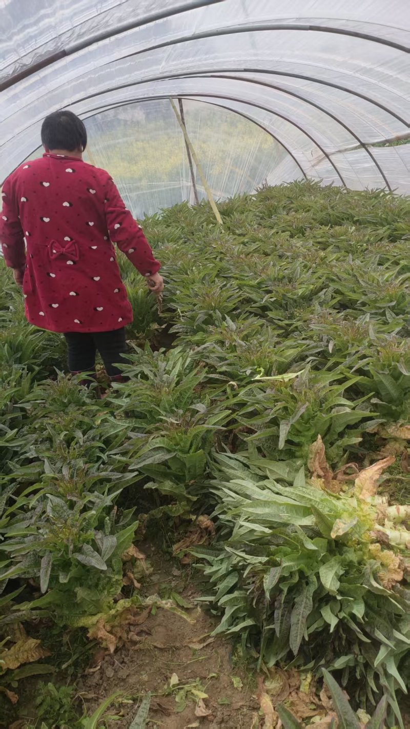 精品莴苣产地直发自家种植万亩基地量大从优视频看