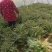 精品莴苣产地直发自家种植万亩基地量大从优视频看