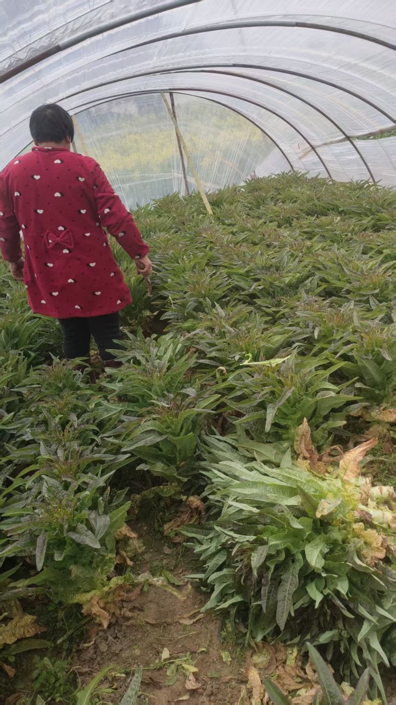 精品莴苣产地直发自家种植万亩基地量大从优视频看