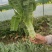 精品莴苣产地直发自家种植万亩基地量大从优视频看