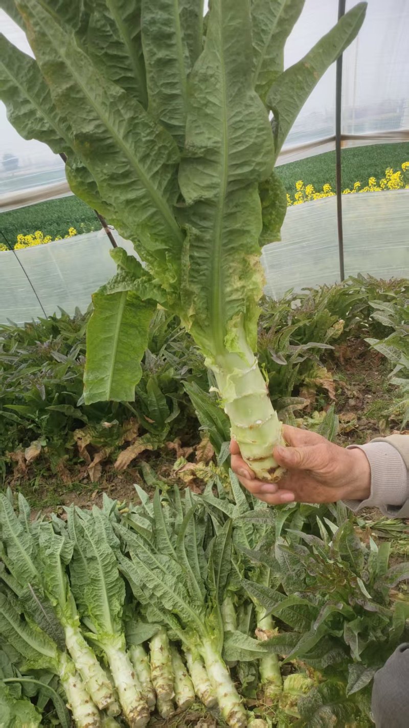 精品莴苣产地直发自家种植万亩基地量大从优视频看