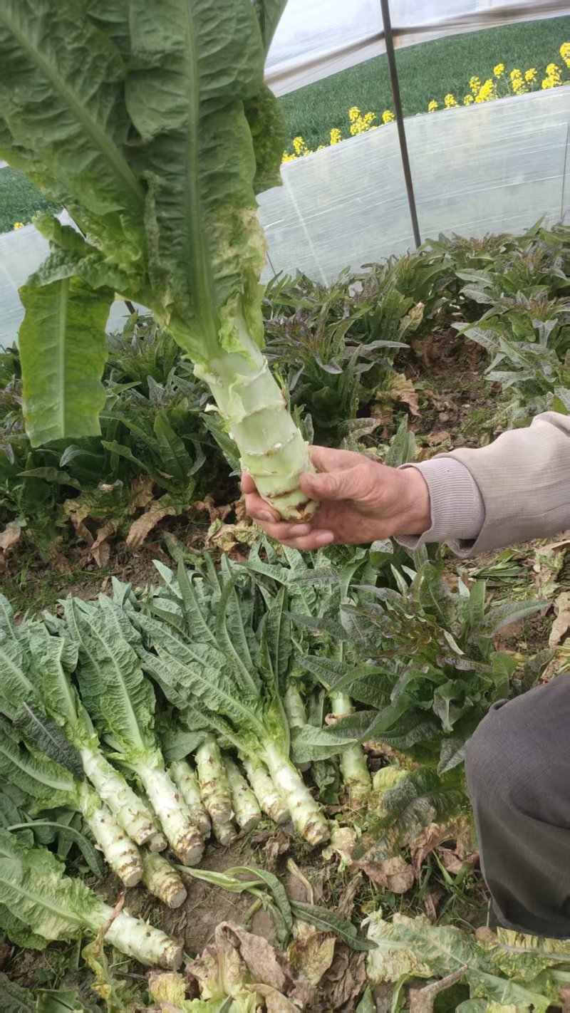 精品莴苣产地直发自家种植万亩基地量大从优视频看