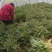 精品莴苣产地直发自家种植万亩基地量大从优视频看