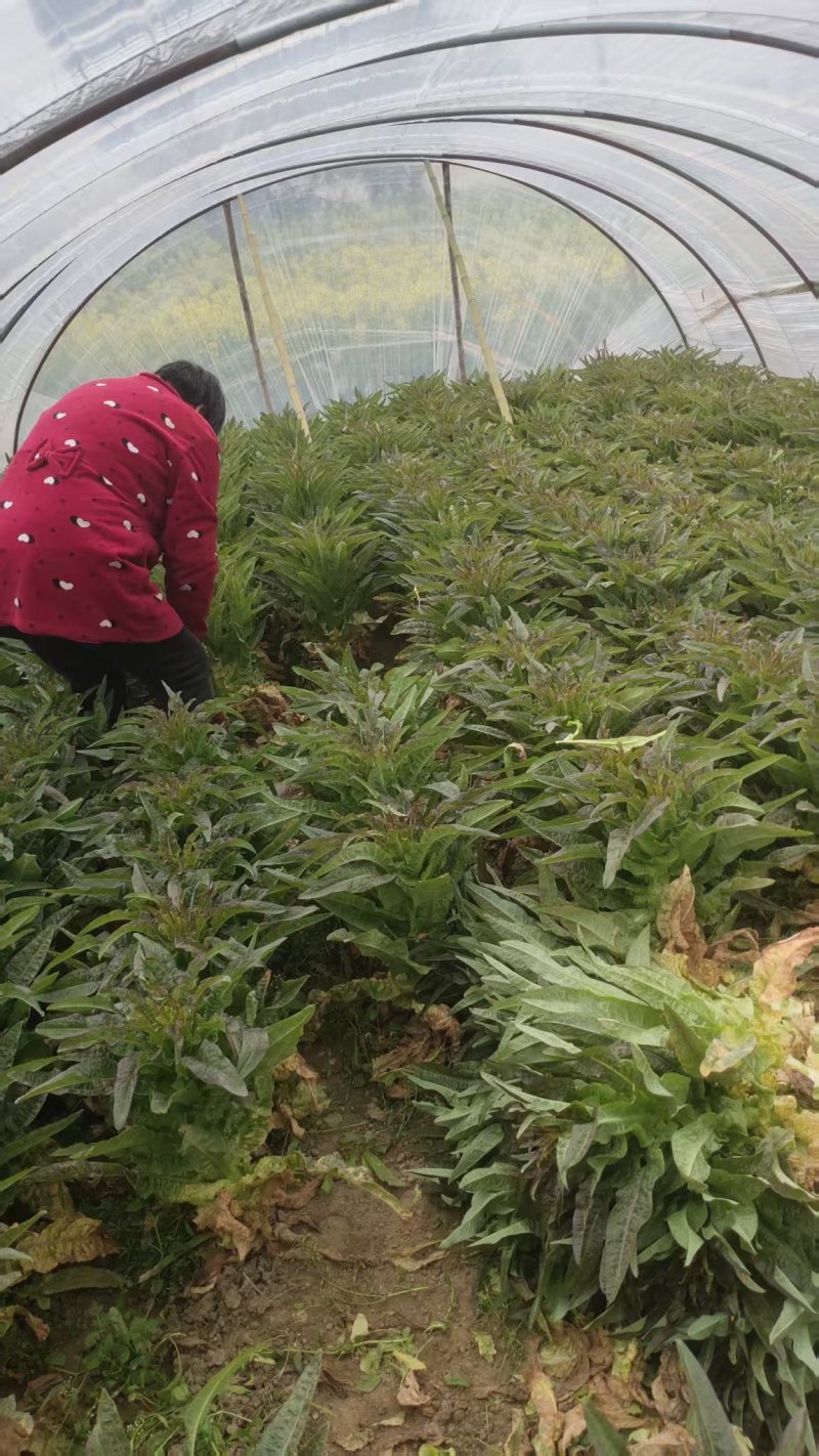 精品莴苣产地直发自家种植万亩基地量大从优视频看