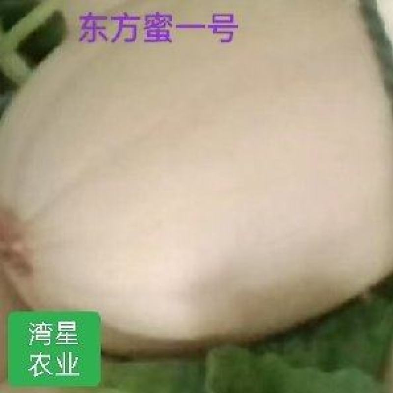 东方蜜一号甜瓜