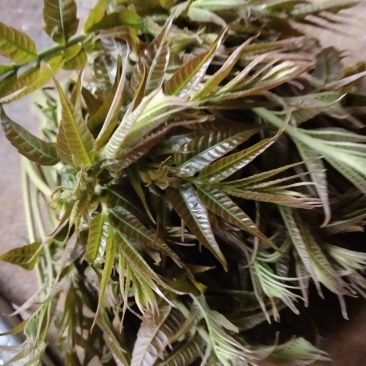 香椿芽