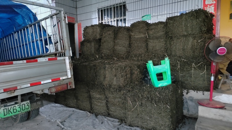 紫苏叶3号紫苏（半面红白苏干货机压包（40x60x80