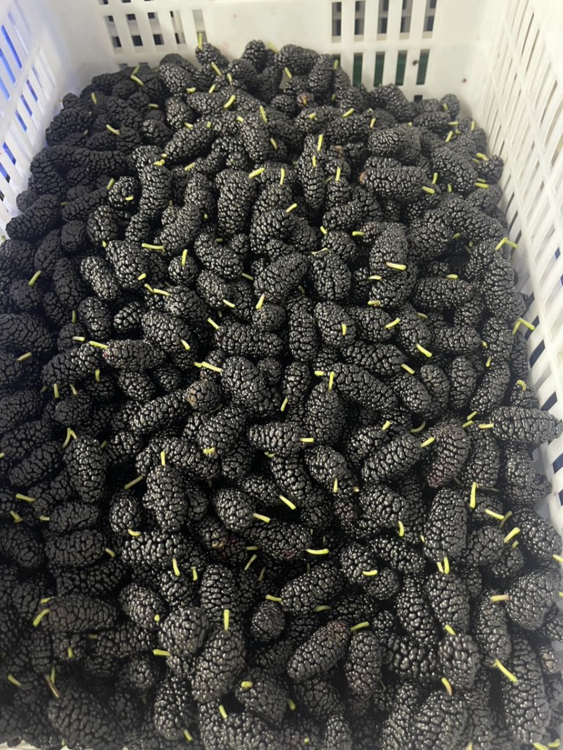 大十桑葚