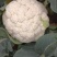 西蓝花青花松花