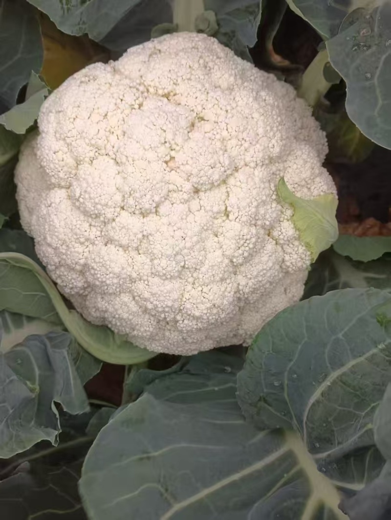 西蓝花青花松花