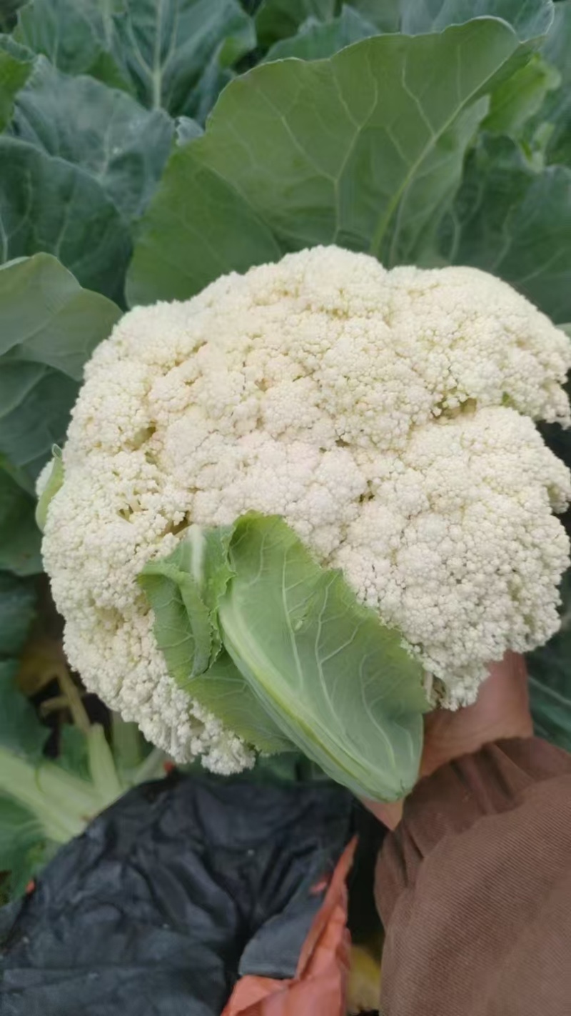 西蓝花青花松花